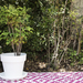 Macetero italiano de 40 cm de diámetro  - Terraza Chic 13 B.jpg