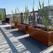Azotea con plantas - Terraza con plantas y pitas.jpg