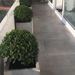 Macetero de concreto cuadrado de 40 x 40 cm - maceteros de cemento de 40x40x40 cm con boj instalados en terraza larga de departamento.jpg