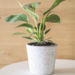 Macetero con patrón blanco modelo Laurel - Macetero tipo ceramica decorativo blanco.png