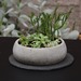Centro de mesa de macetero de hormigón y plato - macetero redondo de cemento con suculentas y plato de pieza pizarra.jpg