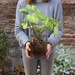 Florero de vidrio con planta y raíces a la vista - singonio con raices y frasco de vidrio circular.jpg