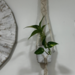 Set de colgante de macramé + macetero + planta - colgante de macrame con planta y macetero.png