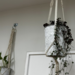 Set de colgante de macramé + macetero + planta - Colgante de macrame con enredadera.png