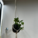 Set de colgante de macramé + macetero + planta - colgante con macetero negro y planta.png