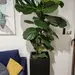 Macetero autorregante modelo Baden - 823111-macetero_autorregante_modelo_baden_color_negro_con_ficus_lyrata_de_35x35x80_cm.webp