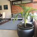 Macetero autorregante modelo Pekin - 823150-macetero_autorregante_de_fibra_de_vidrio_modelo_pekin_color_grafito_de_55x51_cm_de_altura_con_palmera_kentia.jpeg