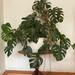 Macetero autorregante modelo Pekin - 823144-macetero_autorregante_pekin_2_(33x26_cm)_color_blanco_con_monstera.jpeg