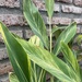 Alpinia variegada - planta de interior de luz alpinia 140 cm de altura 4.jpg