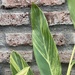 Alpinia variegada - planta de interior de luz alpinia 140 cm de altura 6.jpg