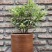 Tobira enano - tobira enano variegado 40 cm de altura en macetero de greda.jpg