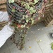 Ceropegia woodii - planta de interior colgante ceropegia woodii.JPG