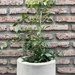 Bignonia  - planta enredadera trepadora de sol bignonia copa de vino de 100 cm en macetero de cemento.jpg