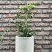 Bignonia  - planta enredadera trepadora de sol bignonia copa de vino de 100 cm.jpg