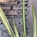 Pita variegada - detalle de planta pita de exterior larga y mu resistente hojas tiesas 1.JPG
