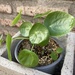 Pilea peperomioides - planta de la amistad o pilea peperomiodes2.JPG