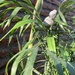 Chamaedorea - detalle de palmera chamaedorea con pajarito de fibra de cemento.JPG