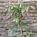 Bignonia  - detalle de bignonia copa de vino planta trepadora.JPG