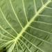 Manto de eva - detalle de hoja de manto de eva o alocasia 1.JPG