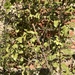 Pitosporo nigricans - detalle de pittosporum nigricans.JPG
