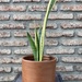 Sansevieria variegada - planta sanseviera o lengua de suegra muy resistente de poca agua 1.JPG