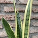 Sansevieria variegada - planta sanseviera o lengua de suegra muy resistente de poca agua 3.JPG