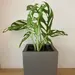 Macetero autorregante modelo Amsterdam - 823110-macetero_autorregante_de_fibra_de_vidrio_modelo_amsterdam_de_20x20x20_cm_con_monstera_adansonii_copia.webp