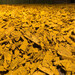 Mulch de colores en sacos de 30 y 60 litros - 627236-Mulch_amarillo.jpeg