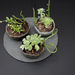 Centro de mesa de plato de piedra pizarra y maceteros de cerámica de gres con suculentas - centro de mesa de plato de piedra pizarra y macetas pequeñas de ceramica de gres con suculentas1.jpg