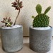 Macetero cilíndrico pequeño de hormigón con planta - macetero chico ciíndrico de hormigón pulido especial para cactus y suculentas.jpeg