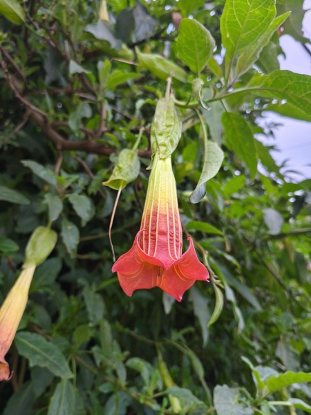 Floripondio - IMG_20250511_171853-min.jpg