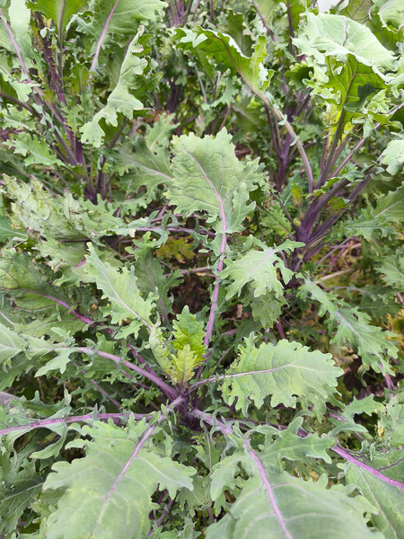 Kale Ruso Rojo - IMG_20250204_105344-min.jpg