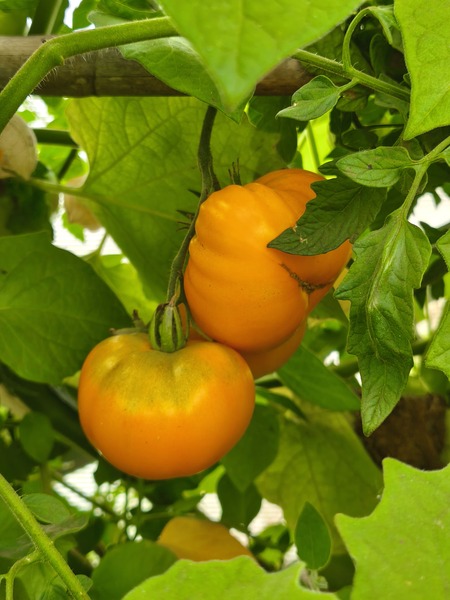 Tomate Naranja - IMG_20250318_120806-min.jpg