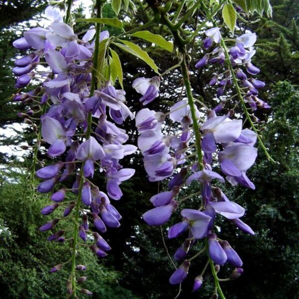 Flor de la Pluma - Flor-de-la-pluma.jpg