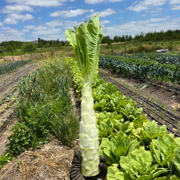 Lechuga Celtuce - 4F8B6A99-9BBB-4EB7-9F51-87779138C633.JPG