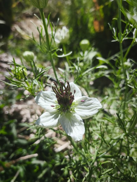 Nigella Blanca - WhatsApp Image 2026-02-19 at 4.07.19 PM.jpeg
