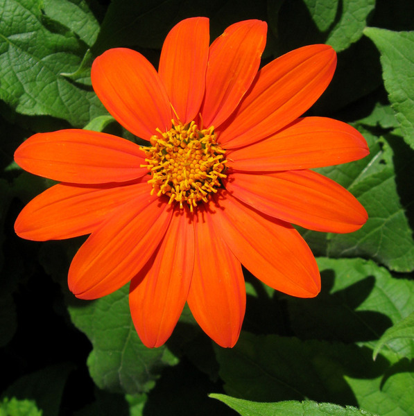 Tithonia (Girasol Mexicano) - Thitonia rt.jpg