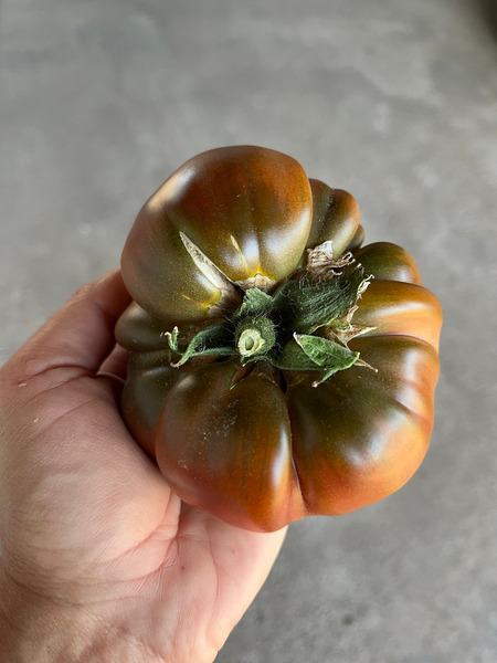 Tomate Cherokee Purple - IMG_6180.jpg.jpg