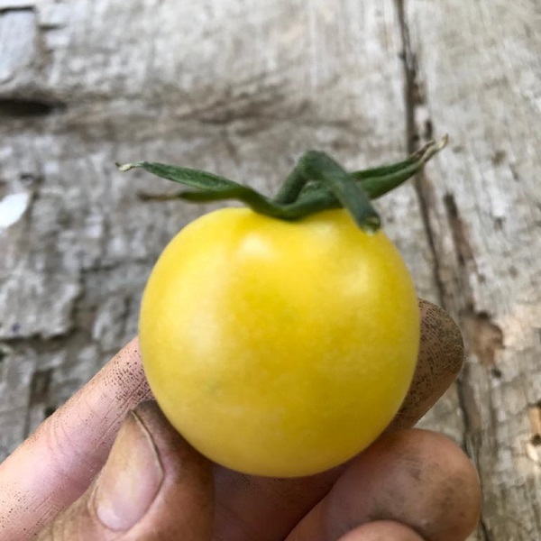 Tomate Cherry Blanco - 861066-TMBB-CM-21.jpg