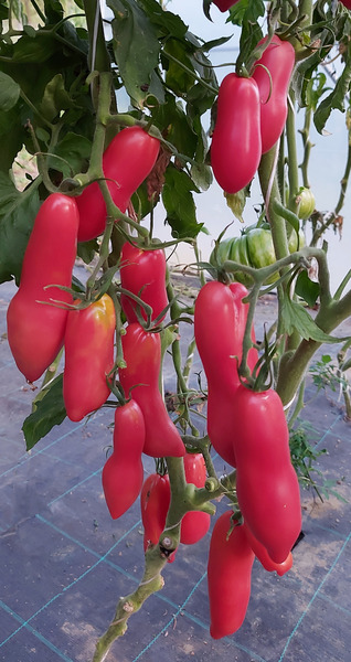 Tomate Pink Fang - pink fang.jpg.jpg