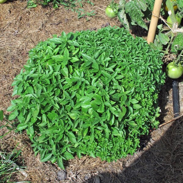 Albahaca Griega - Albahaca Griega.jpg