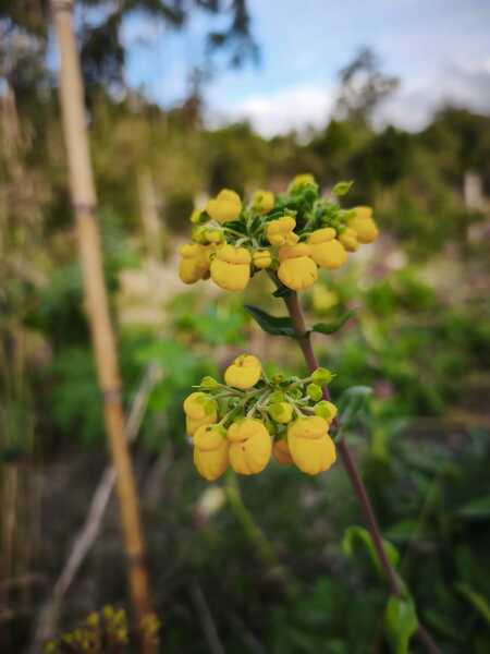 Capachito Calceolarea - Calceolarea Integrifolia.jpeg
