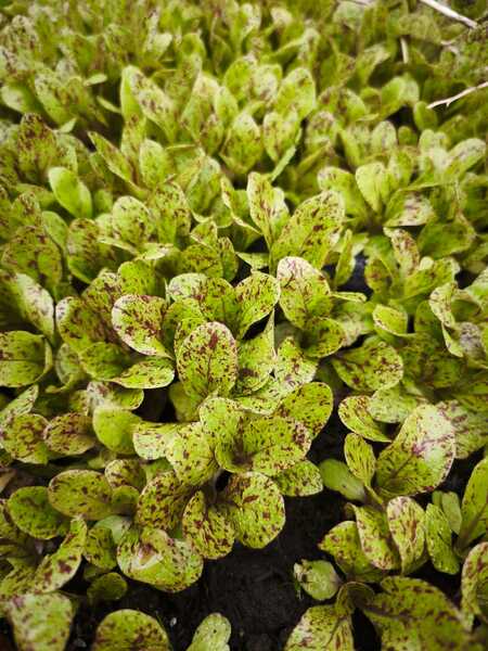 Lechuga manchas de trucha - WhatsApp Image 2026-04-03 at 7.49.03 AM (1).jpeg