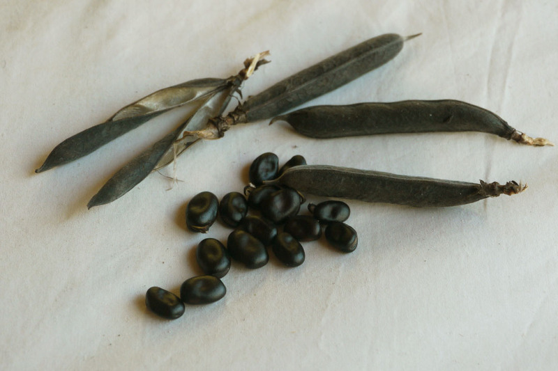 HABAS NEGRAS - Copia de haba negra vv.jpg
