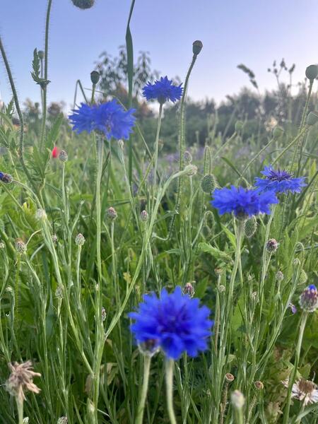 Aciano (Centaurea) - WhatsApp Image 2026-04-08 at 2.04.57 PM.jpeg