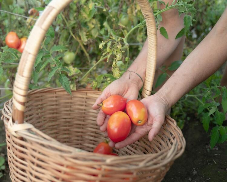 Tomate Amish Paste - WhatsApp Image 2026-04-13 at 11.53.54 AM.jpeg