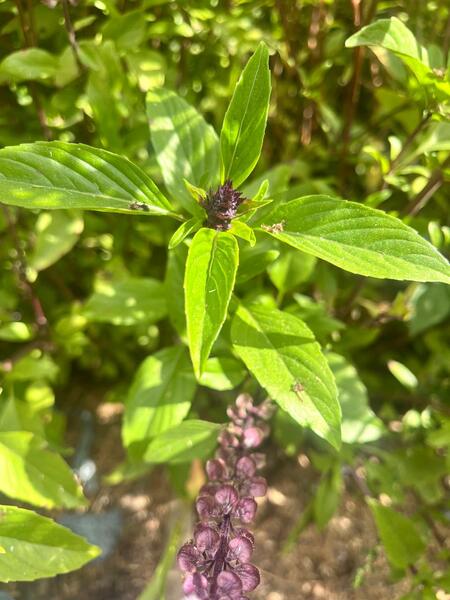 Albahaca Thai - WhatsApp Image 2026-04-14 at 12.19.55 PM.jpeg