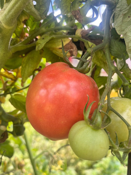 Tomate Ozark Pink - WhatsApp Image 2026-04-14 at 12.30.38 PM(1).jpeg.jpg
