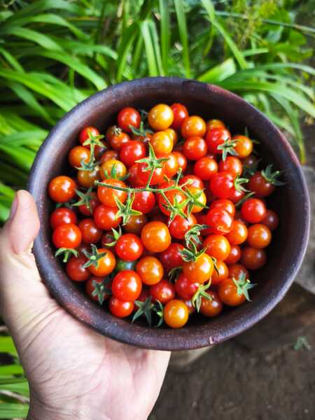 Tomate Cherry Coyol - WhatsApp Image 2026-04-15 at 9.17.10 PM.jpeg