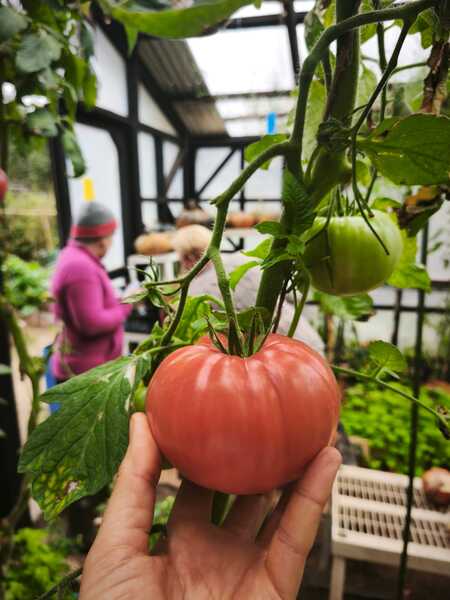 Tomate Limachino - WhatsApp Image 2026-04-15 at 9.29.43 PM.jpeg